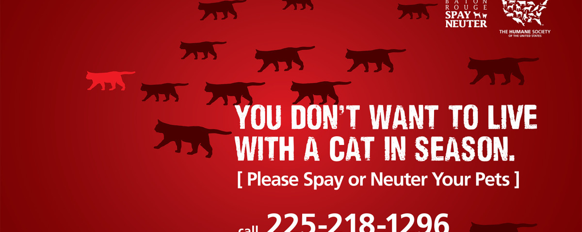 HSUS Gulf Spay Neuter Campaign