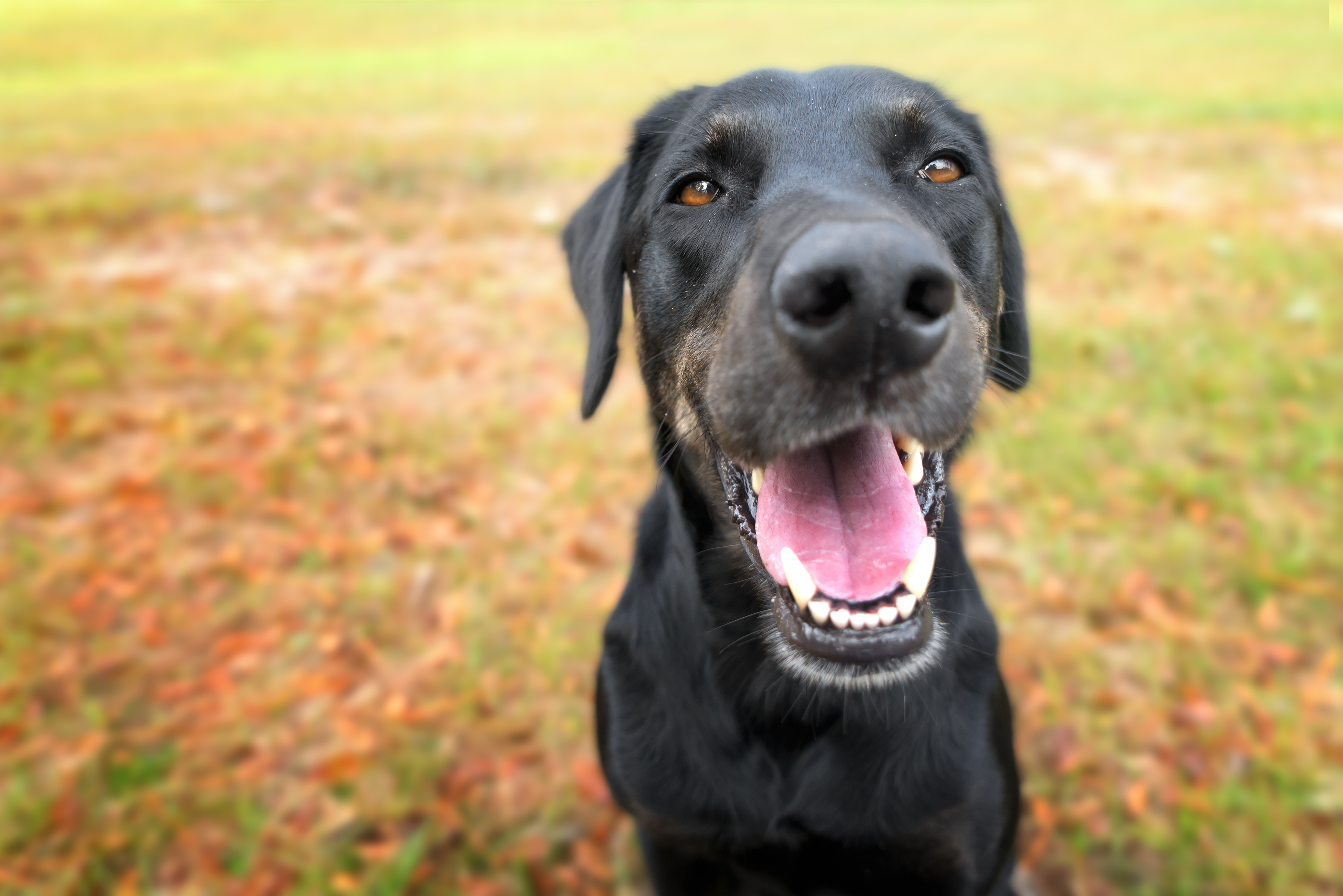 Petstablished dog